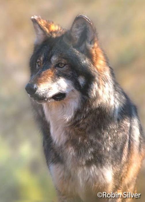 Mexican grey wolf (©Robin Silver)