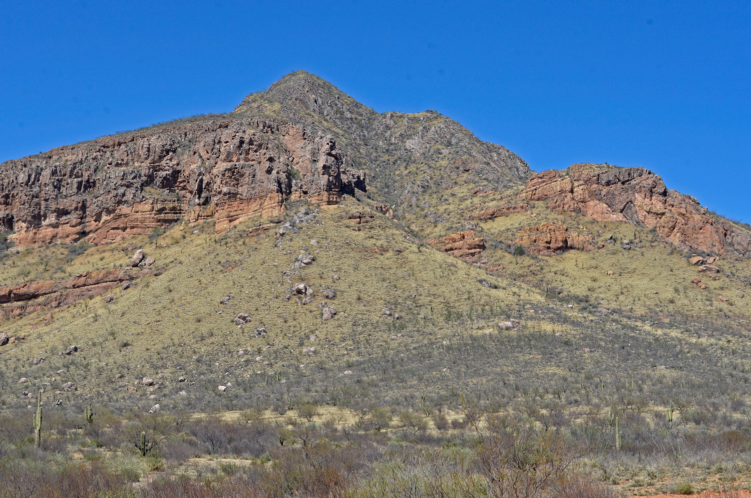 Sonoran Desert hillside completely taken over by buffelgrass