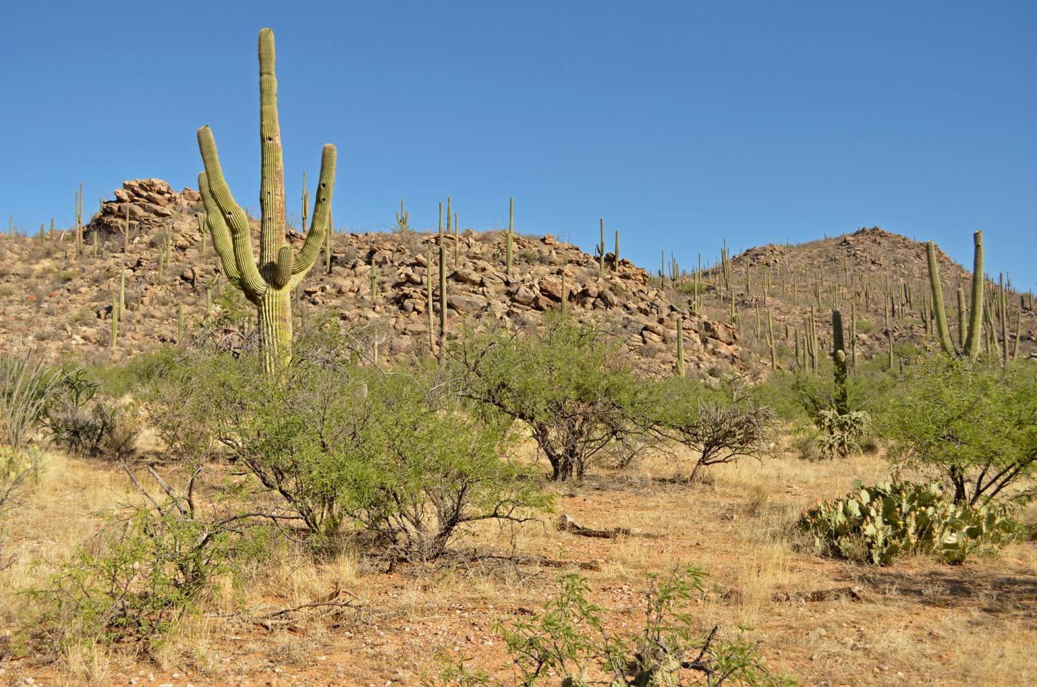 Pozo Verde Mountain scene with mesquite grassland, saguaros, and granitic boulder-strewn hills