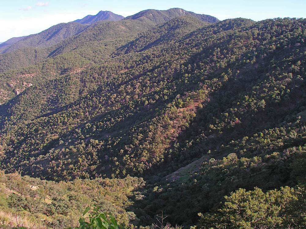 Sierra Oposura (Sierra La Madera)