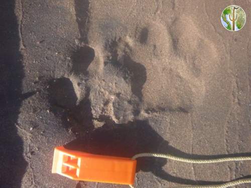 Likely jaguar track on beach camp on Rio Yaqui, near Rio Bavispe