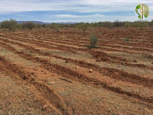 Tilling of the desert for buffelgrass and cattle