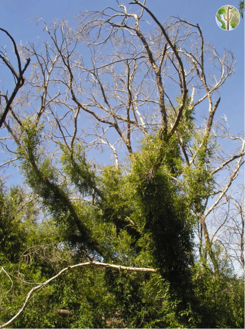 Giant Ficus pertusa frost damage in Los Pavos de Abajo canyon