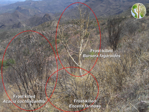 Frost killed thornscrub species