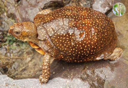 Terrapene nelsoni, spotted box turtle