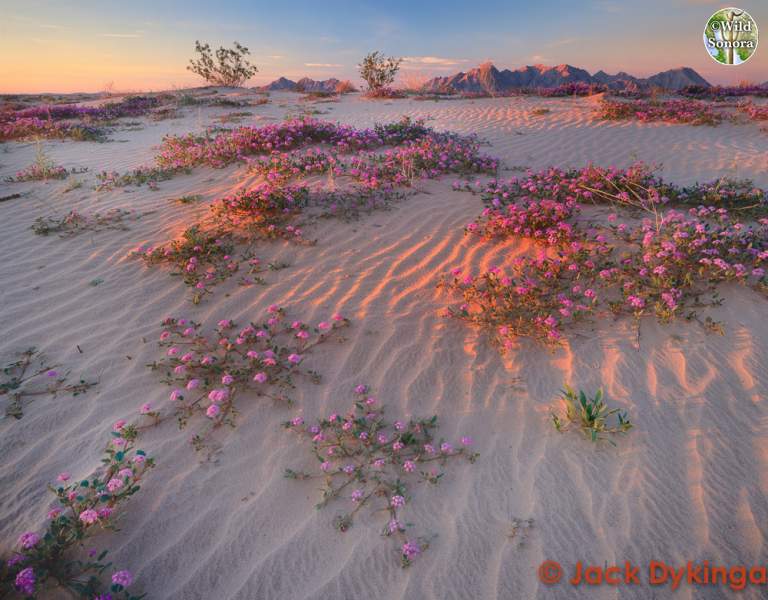 Gran Desierto de Altar, ©Jack Dykinga