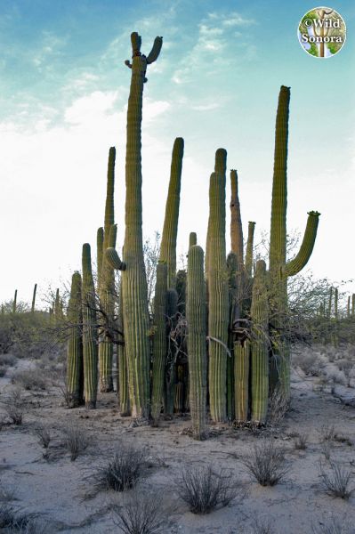 Saguaro Tree