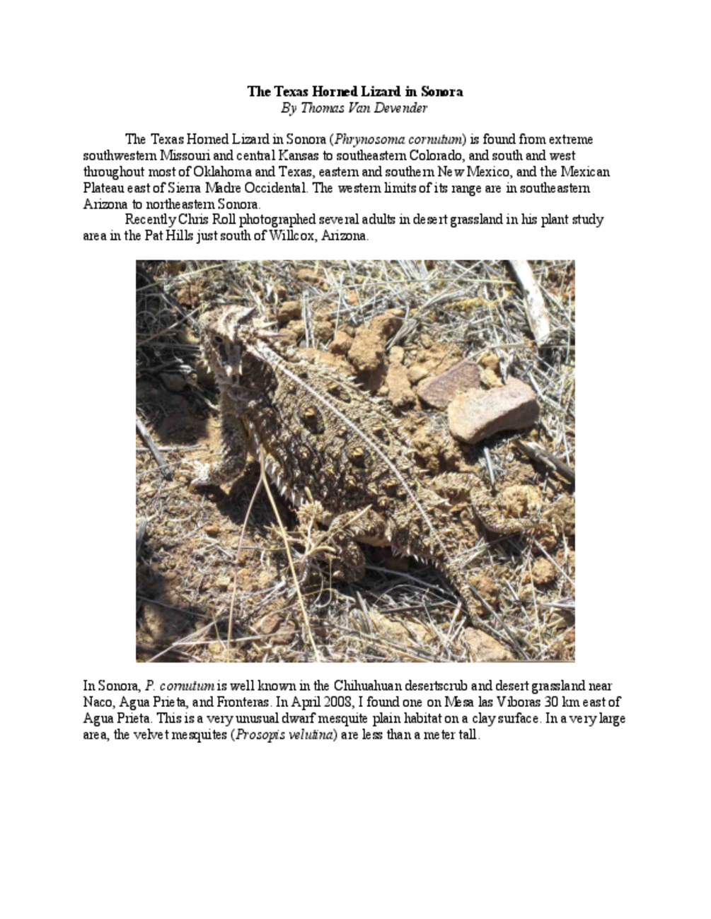 The Texas Horned Lizard in Sonora (Phrynosoma cornutum)