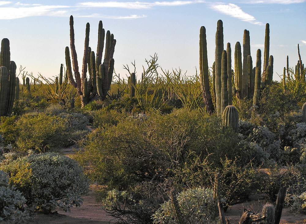 Central Gulf Coast vegetation community, a sub-division of the Sonoran Desert