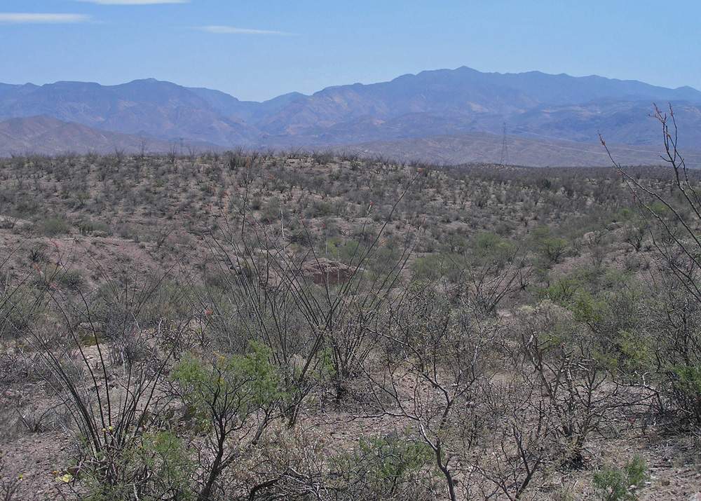 Chihuahuan Desert Scrub vegetation community