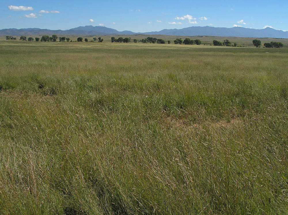 Grassland vegetation community