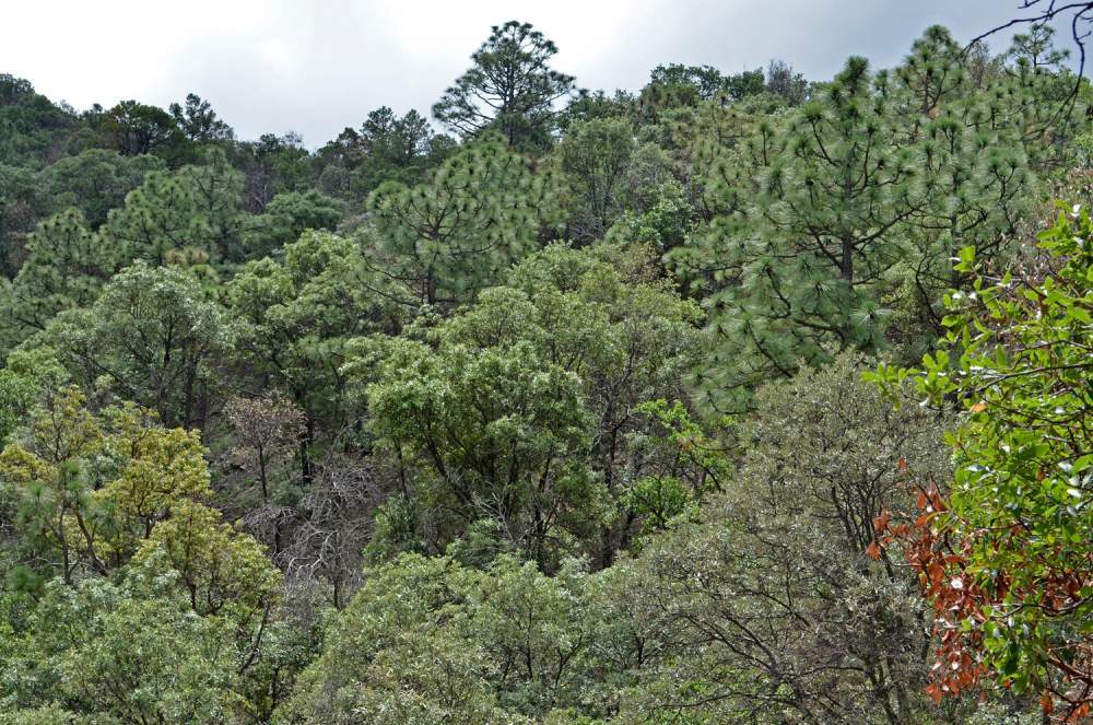 Madrean Pine/Oak Woodland vegetation community, Sierra Juriquipa