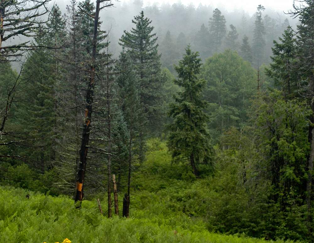 Mixed Conifer vegetation community