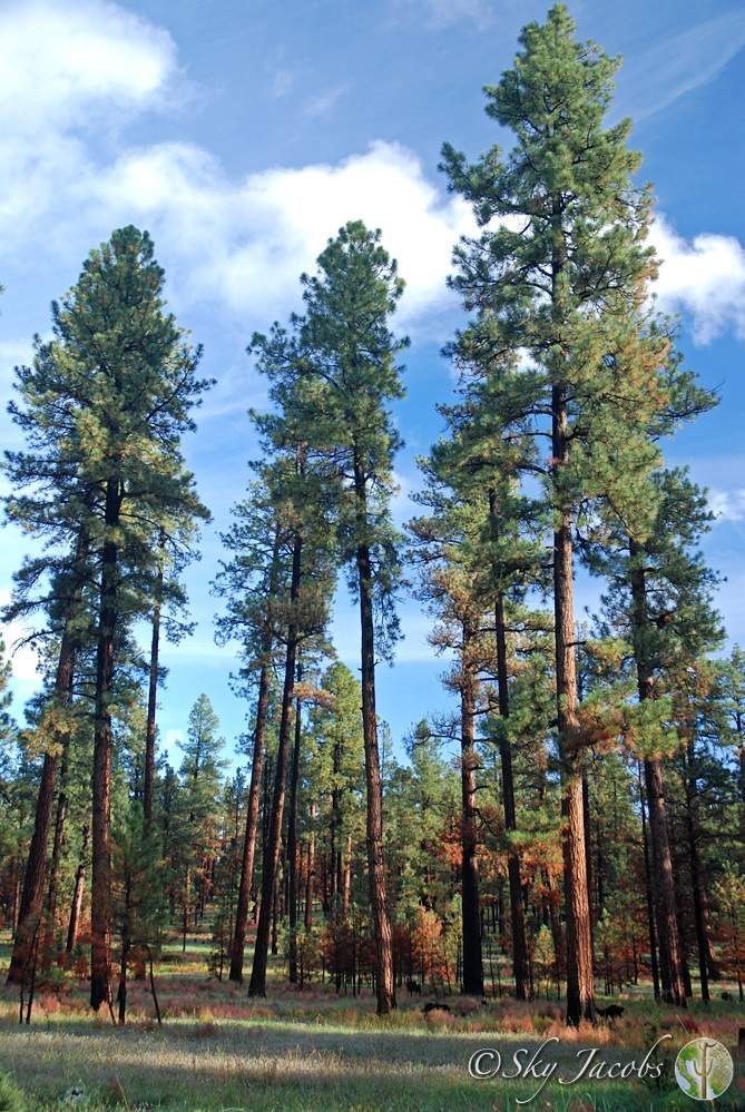 Pine forest vegetation community