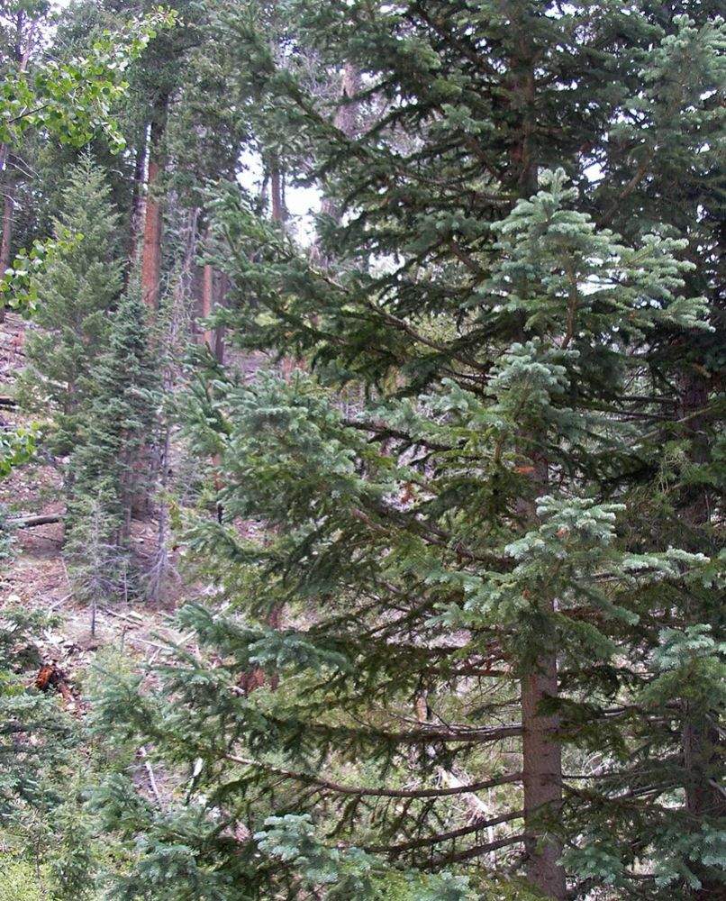 Spruce-fir vegetation community