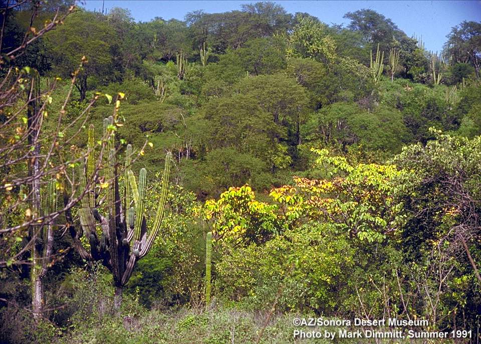 Tropical Deciduous Forest vegetation community (TDF) - ©AZ/Sonora Desert Museum, Mark Dimmitt 1991