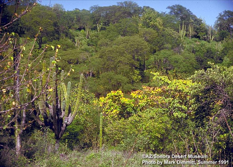 Tropical Deciduous Forest | Wild Sonora