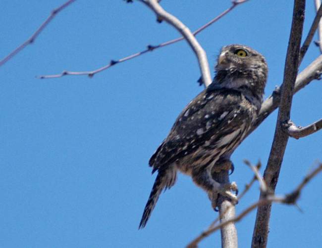 cactus ferruginous pygmy-owl (Glaucidium ridgwayi cactorum) cactus ferruginous pygmy-owl (Glaucidium ridgwayi cactorum)