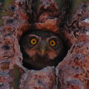 Cactus Ferruginous Pygmy-owl, Glaucidium Brasilianum Cactorum Gallery 