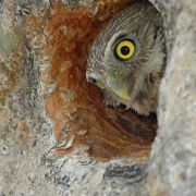 Cactus Ferruginous Pygmy-owl, Glaucidium Brasilianum Cactorum Gallery 