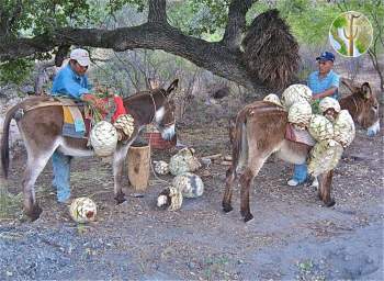 Burros haul the piñas or cabezas from the monte.