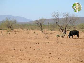 Heavily overgrazed range near Rio Sonoyta