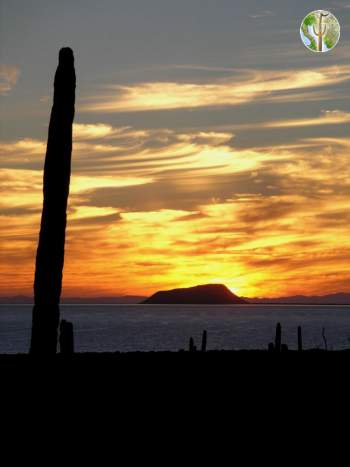 Seri Coast sunset and cardon