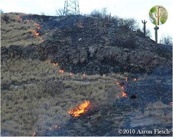 Buffelgrass fire - converting Sonoran Desert to buffelgrass monoculture