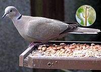 Eurasian Collared Dove