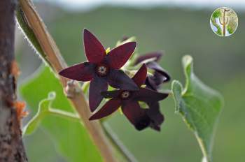 Matelea tristiflora