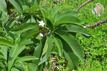 Plumeria rubra