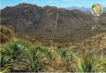 Cerro Juan Manuel from Sierra Pinta looking East.