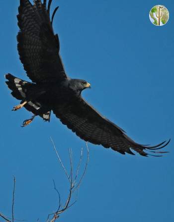 Zone-tailed Hawk flying and calling