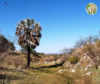 Native palm in granite