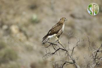 Red-tailed Hawk perched