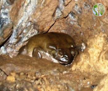 Incilius alvarius, Sonoran Desert toad