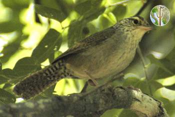 Sinaloa Wren, Sonora