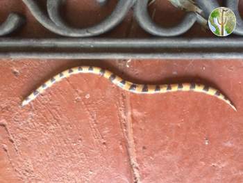 Arizona Banded Sandsnake