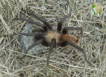 Tarantula in the desert