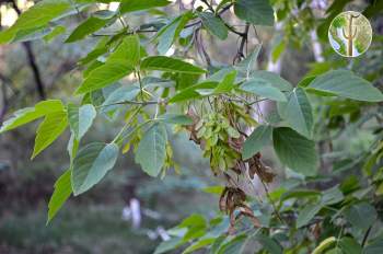 Acer negundo