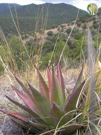 Agave palmeri and view