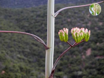 Agave palmeri stalk and flowers