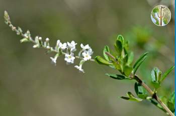 Aloysia gratissima flower