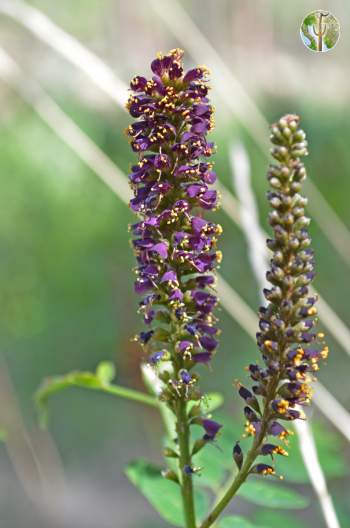 Amorpha fruticosa flower