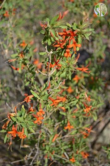 Anisacanthus thurberi