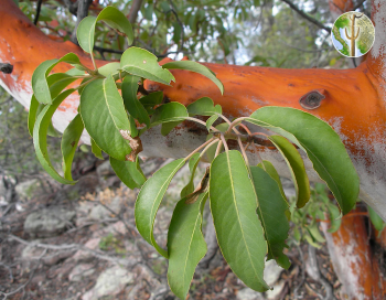 Arbutus xalapensis leaves and bark