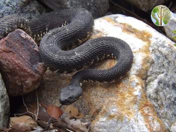 Crotalus cerberus, Arizona black rattlesnake