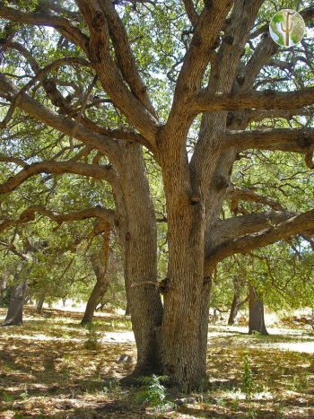 Large Quercus arizona (Arizona white oak) trunk and branches