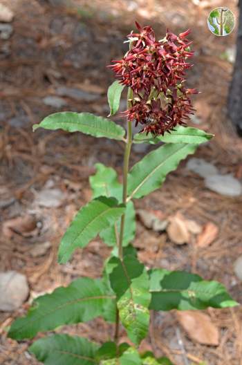 Asclepias hypoleuca