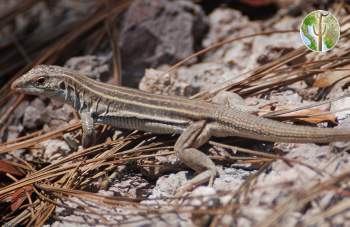 Aspidoscelis sonorae